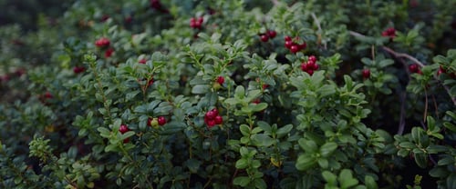 Puolukkaan-palvelu auttaa löytämään parhaan ajan syksyn marjaretkille datan avulla