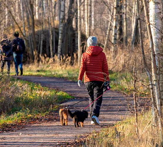 ksp-555x500-person-walking-dogs-in-espoo-forest-path